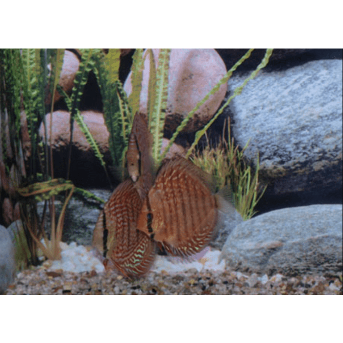 Stendker Red Scribbelt Diskusfisch