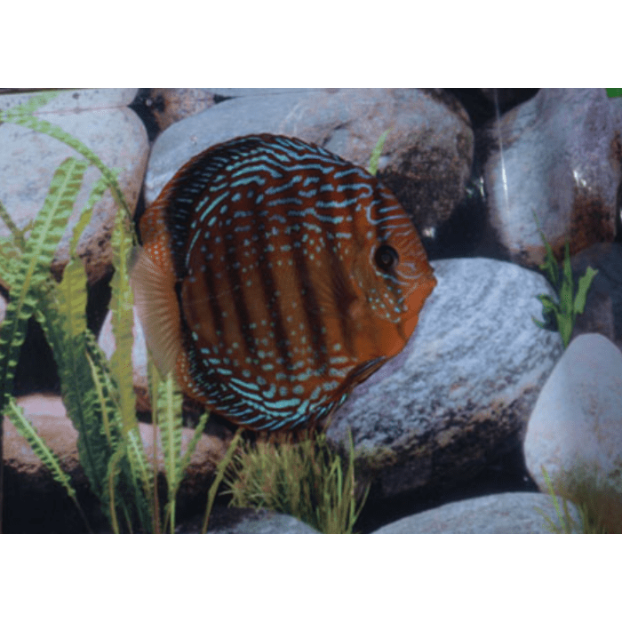 Stendker Red Scribbelt Discusvis