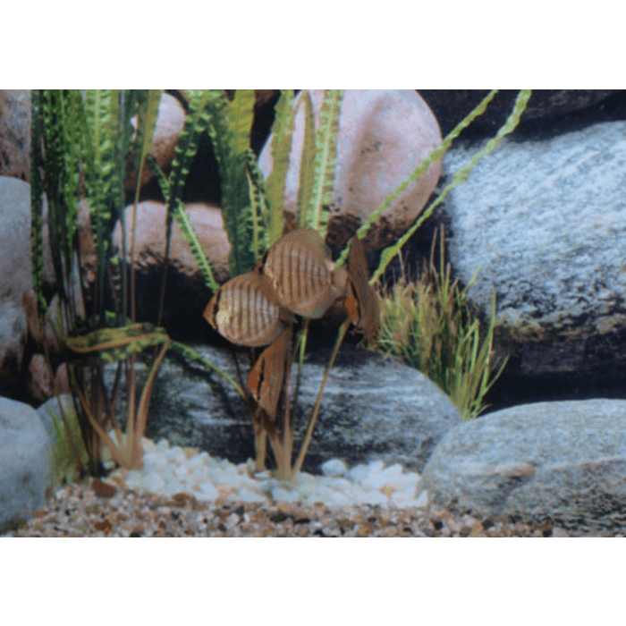 Stendker Rot-Türkis Diskusfisch