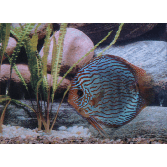 Stendker Red Turquoise Discusvis