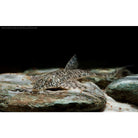 Rhadinoloricaria Sp. Rio Caqueta