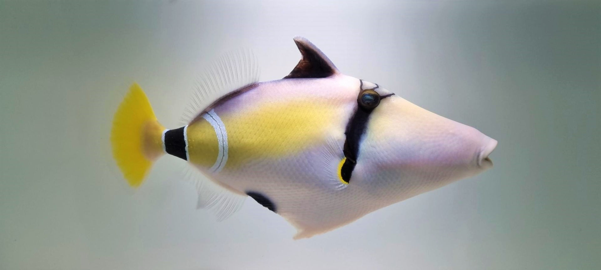 Rhinecanthus cinereus