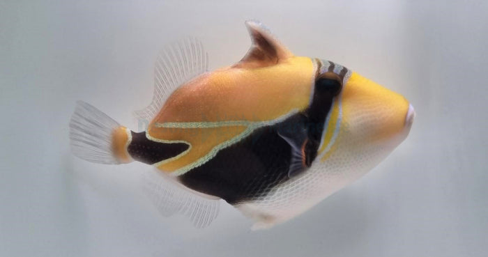 Rhinecanthus rectangulus - Wedge-tail triggerfish