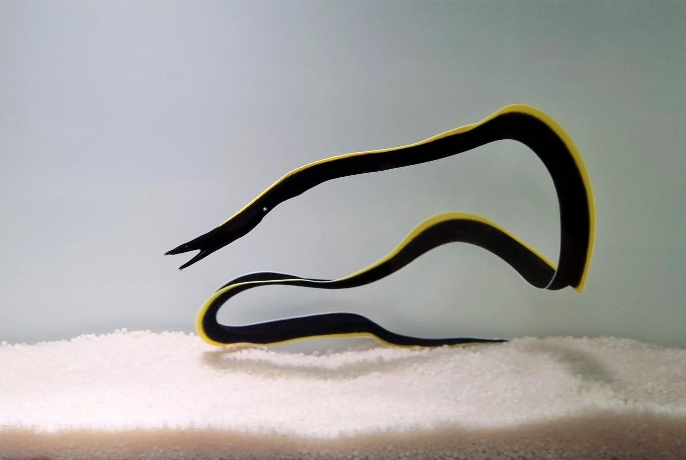 Rhinomuraena quaesita (Black) - Bladneusmurene Juvenile