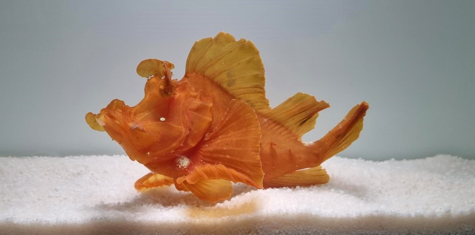 Rhinopias eschmeyeri (Orange) - Eschmeyer's Schorpioenvis (Oranje)