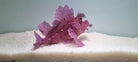 Rhinopias eschmeyeri (Purple) - Eschmeyer's Schorpioenvis (Paars)