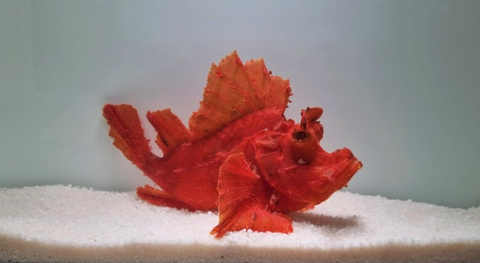 Rhinopias eschmeyeri (Red) - Eschmeyer's Schorpioenvis (Rood)