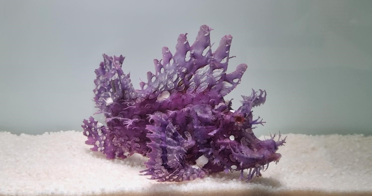 Rhinopias frondosa (Paars)