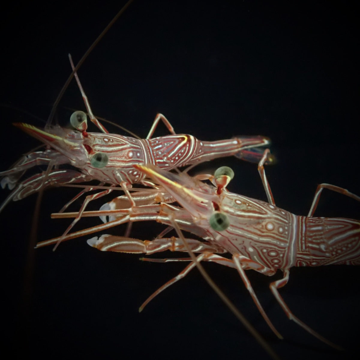 Rhynchocinetes durbanensis - Camel shrimp