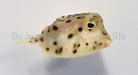 Rhynchostracion nasus - Shortnose boxfish