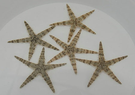 Archaster typicus - Sand sifting seastar