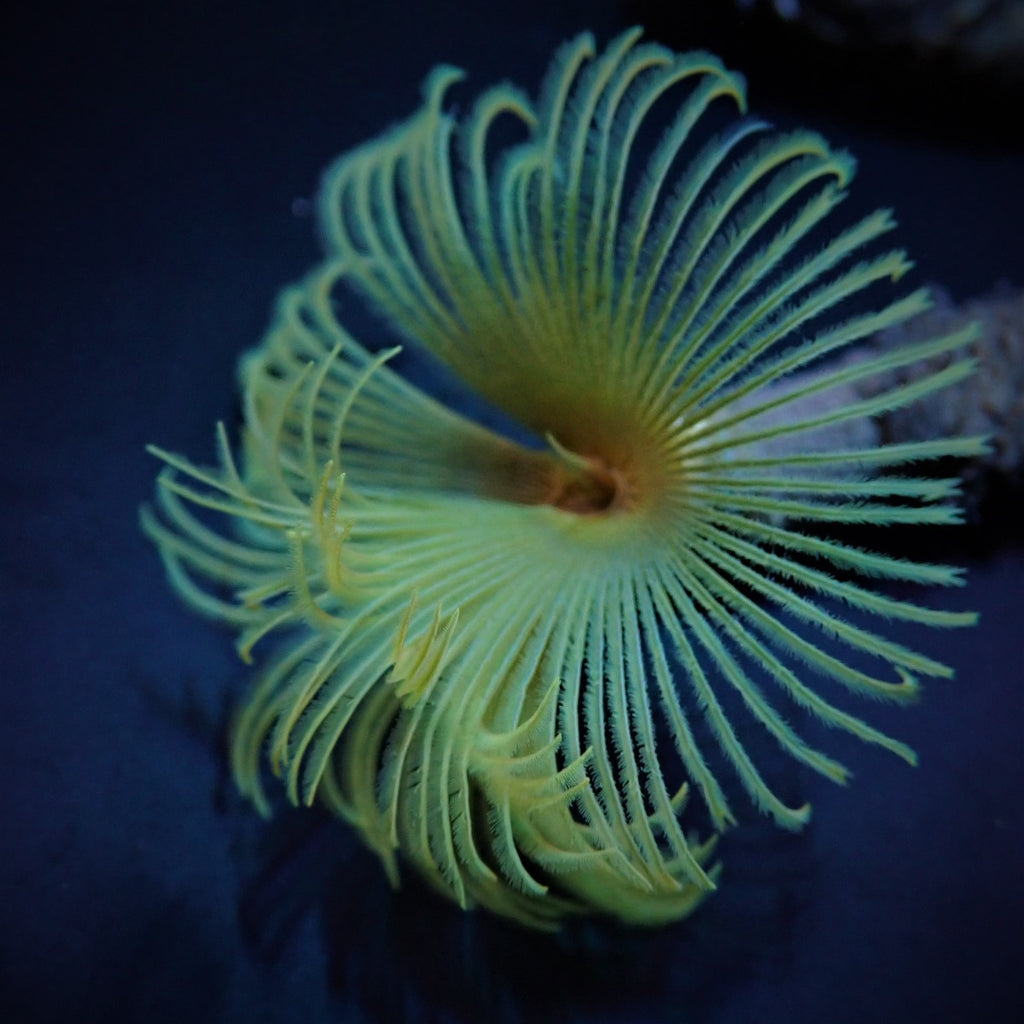 Sabellastarte (Yellow) - Feather duster (Yellow)