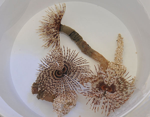 Sabellastarte magnifica - Magnificent feather duster