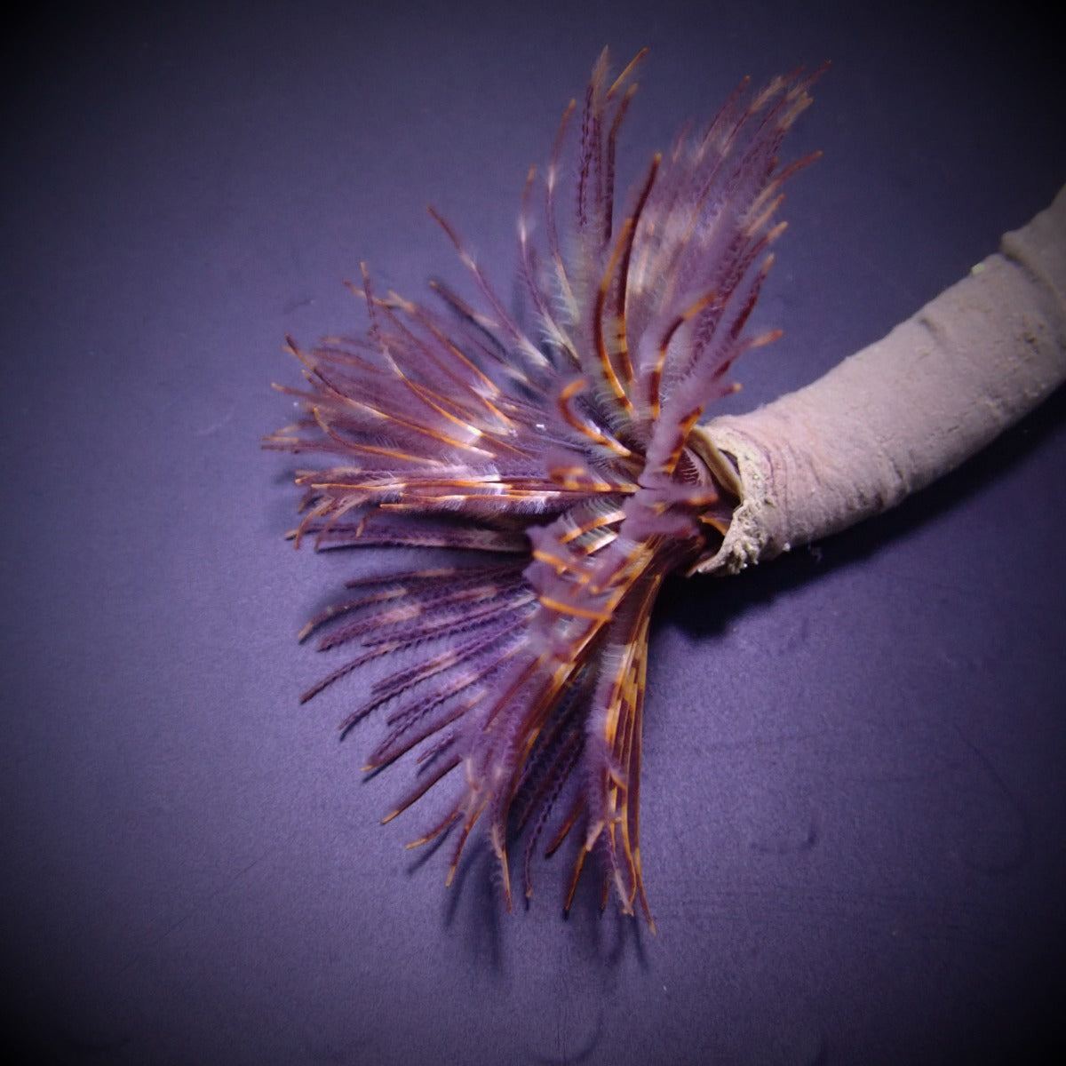 Sabellastarte magnifica - Magnificent feather duster