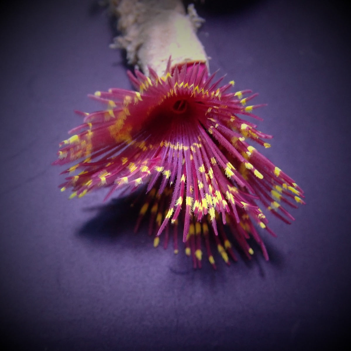 Sabellastarte (Special) - Feather duster (Special)