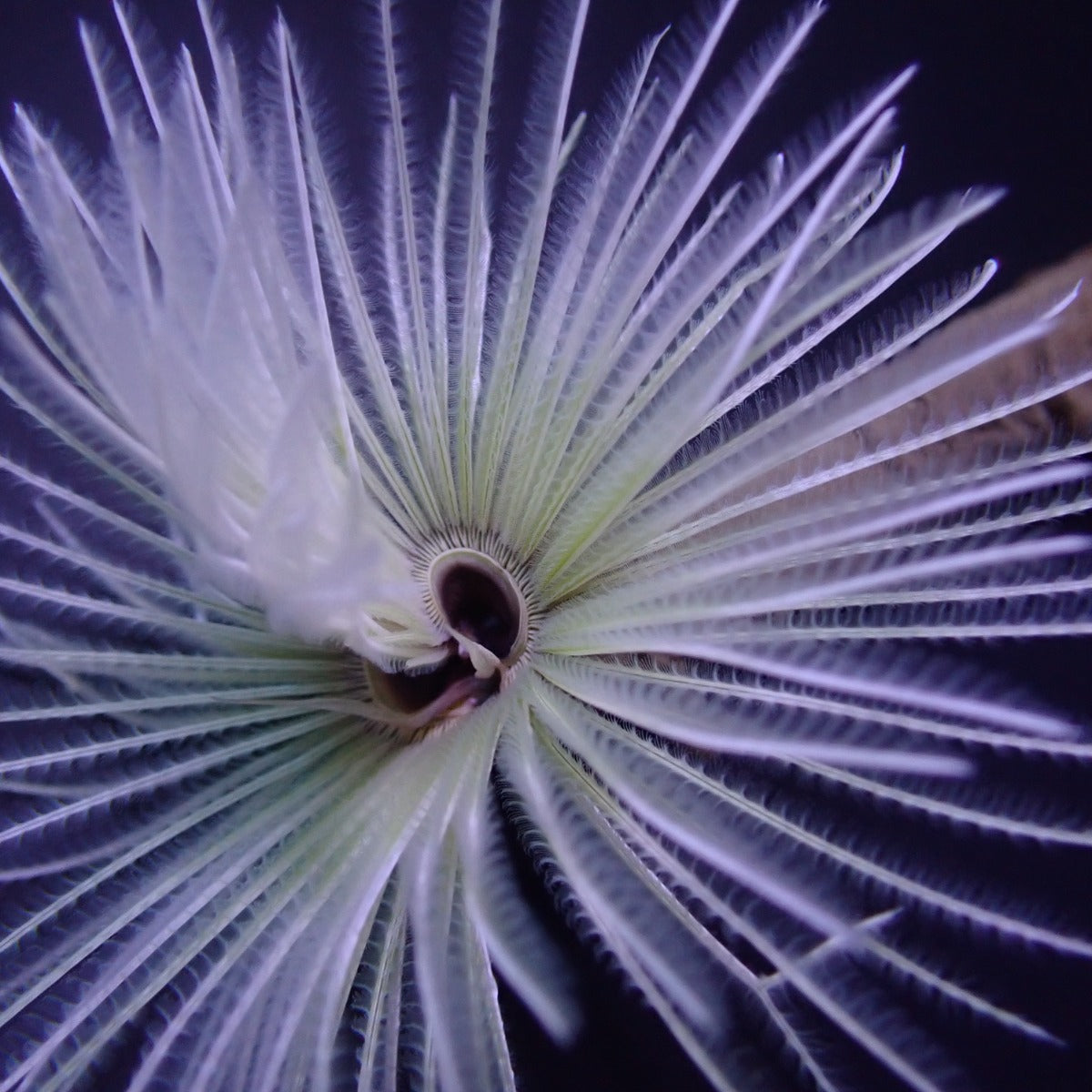 Sabellastarte (White) - Feather duster (White)