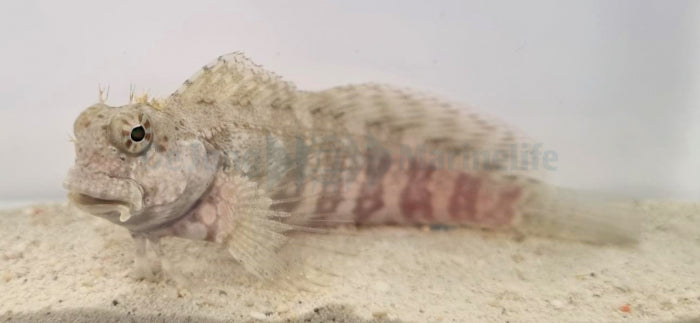 Salarias fasciatus - Jewelled blenny