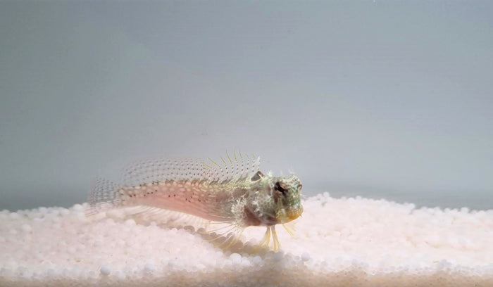 Salarias guttatus - One spot blenny