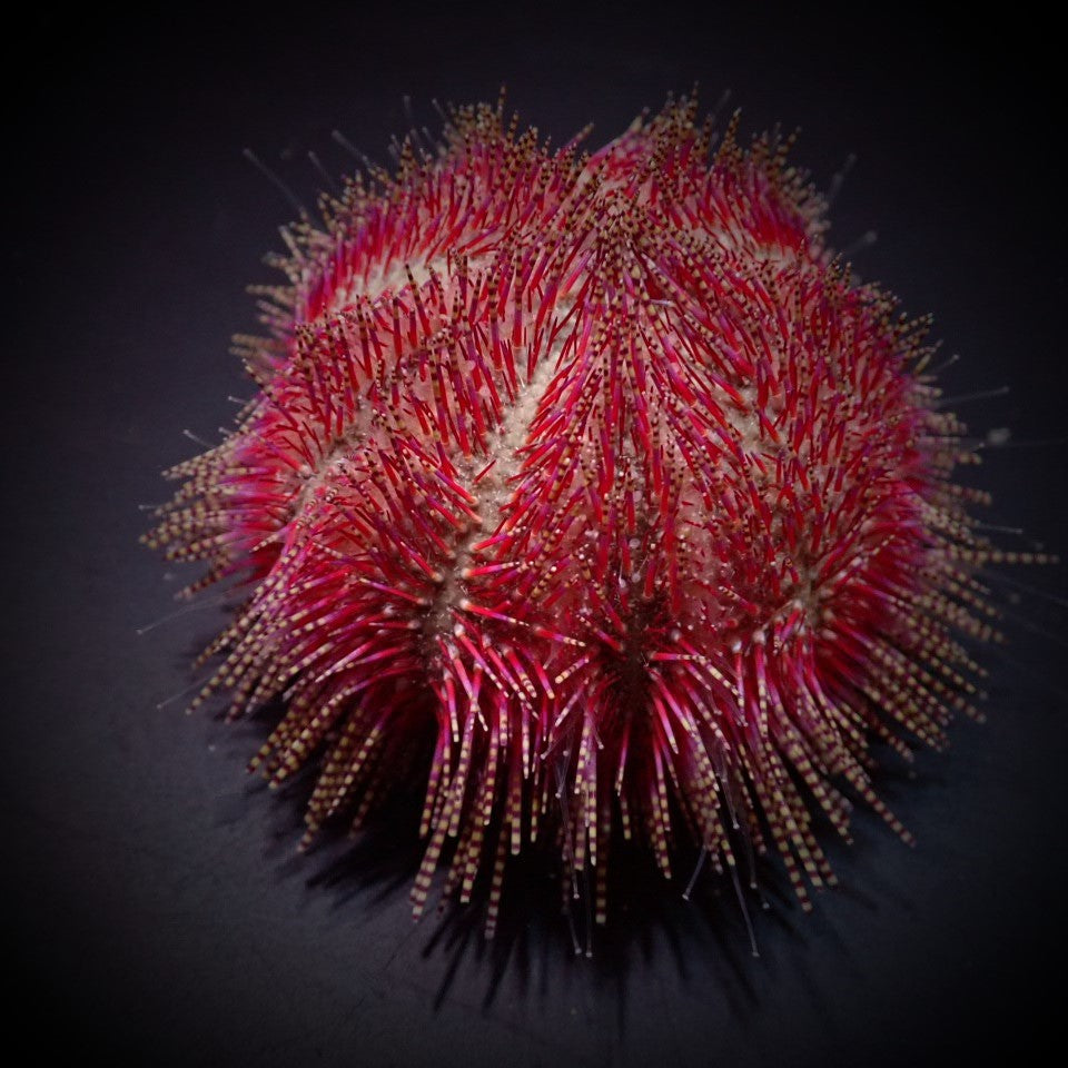 Salmacis bicolor - Salmacis urchin