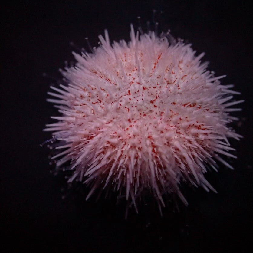 Salmacis spp. - Salmacis urchin spp