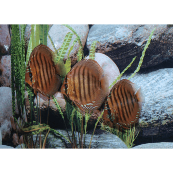 Stendker Santarem Discusvis