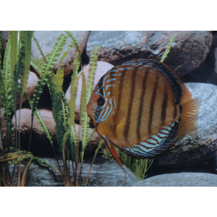 Stendker Santarem Discusvis