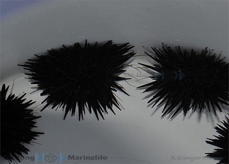 Echinometra mathaei - Burrowing urchin
