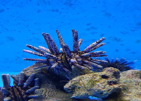 Eucidaris tribuloides - Slate Pencil Urchin