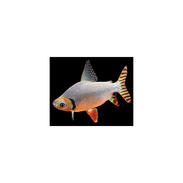 Semaprochilodus Taeniurus / Staartstreepzalm Colombia