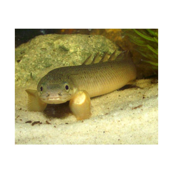 Polypterus Senegalus / Kwastvinsnoek Nigeria