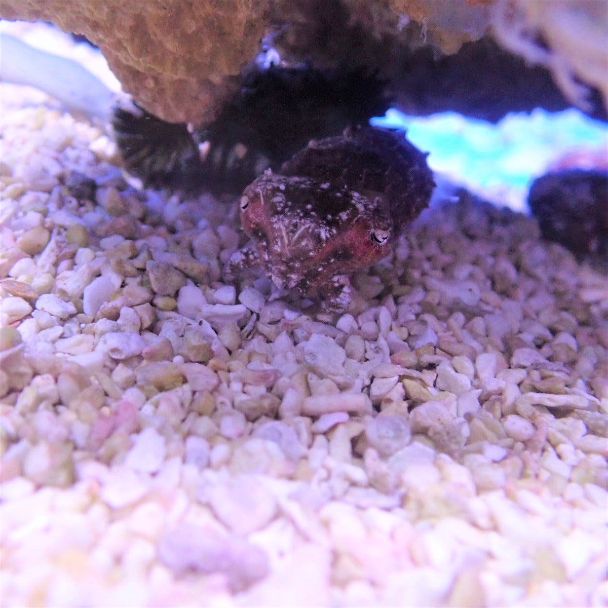 Sepiabandensis - Zwergtintenfisch