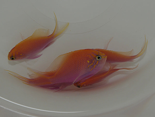 Serranocirrhitus latus