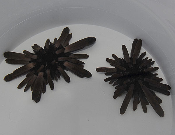 Heterocentrotus spp. - Slate Pencil Urchin