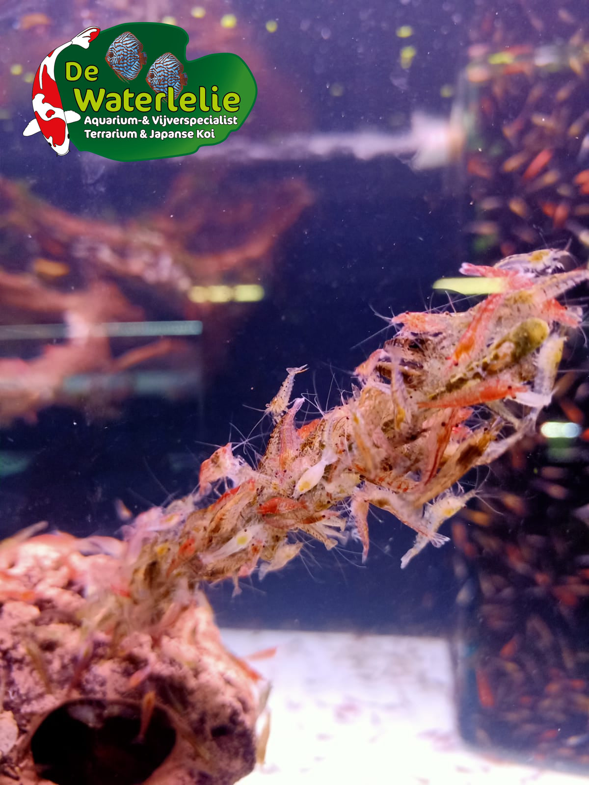 Shrimp Stick Spinach 10 st