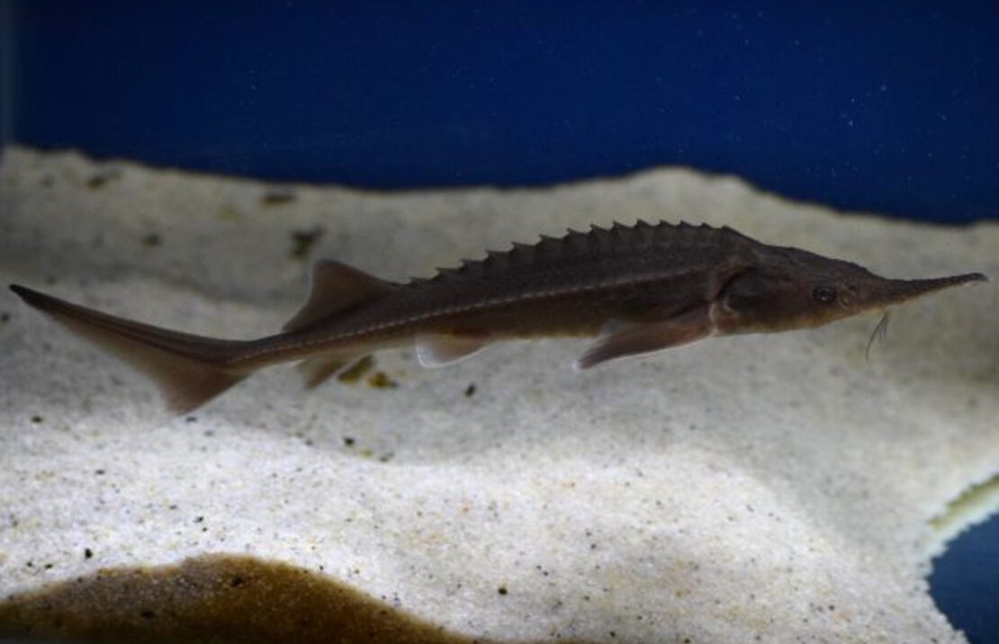 Siberische Steur Acipenser Baerii 20/25