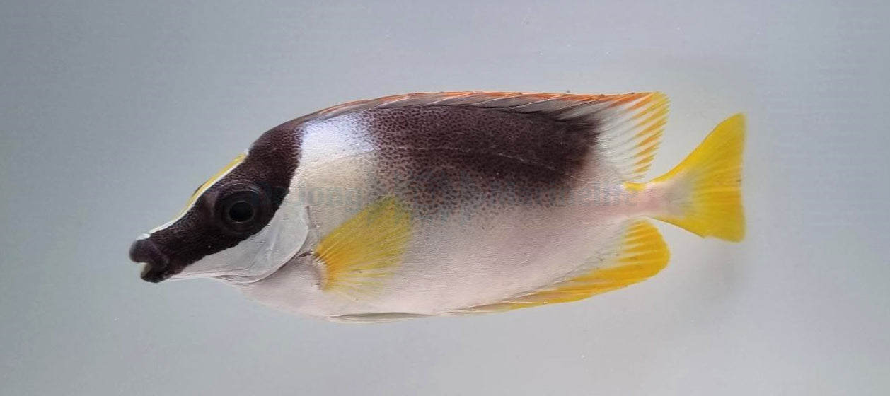 Siganus magnificus - Magnifieke vossenkop