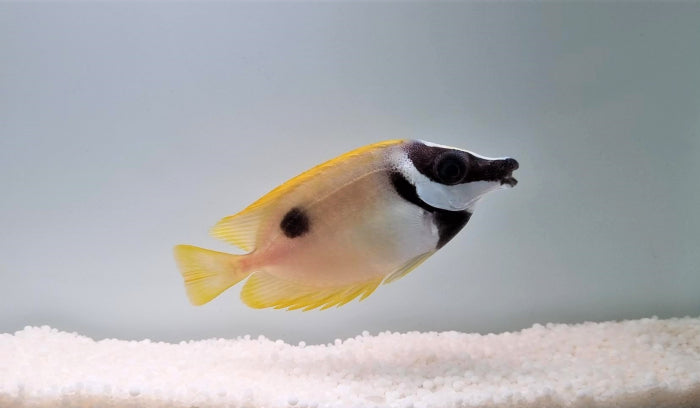 Siganus unimaculatus - Vossenkop