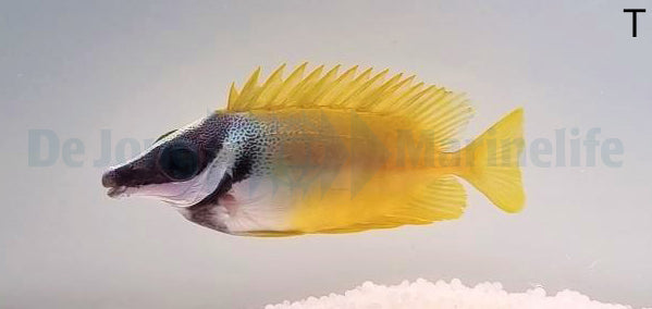 Siganus vulpinus - Vossenkop