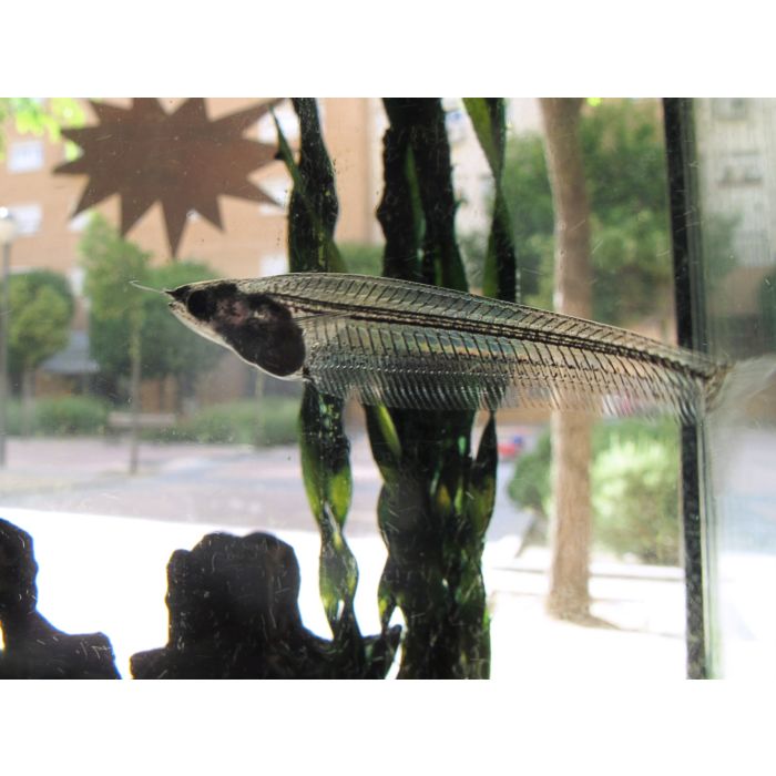 Parailia pellucida / afrikaanse glasmeerval