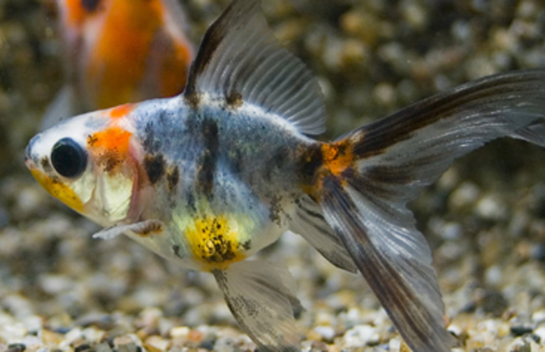 Sluierstaart Calico 5/6