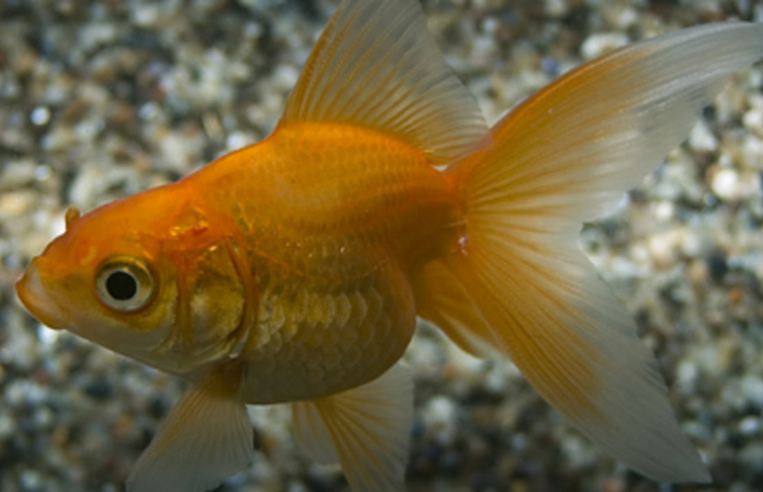 Sluierstaart Rood 5/6