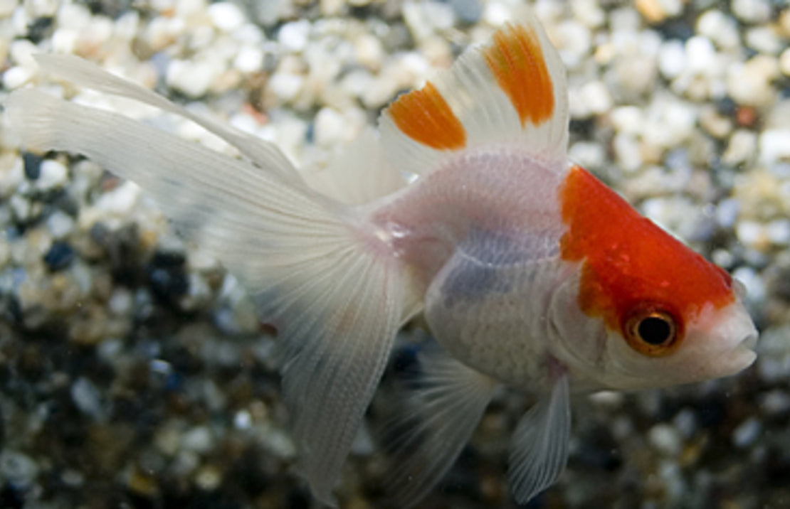 Sluierstaart Rood / Wit 5/6