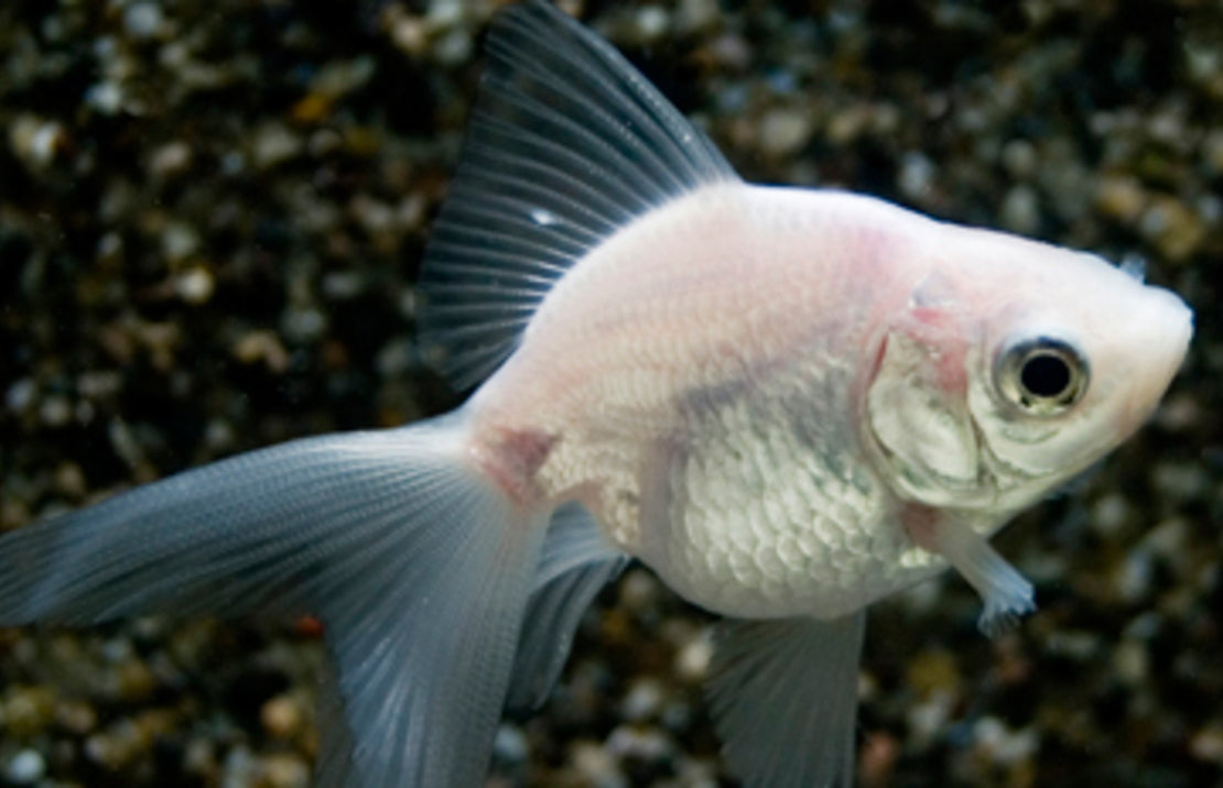 Sluierstaart Wit 5/6