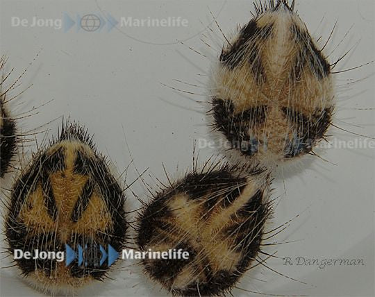 Maretia planulata - Tiny Maretia Heart Urchin