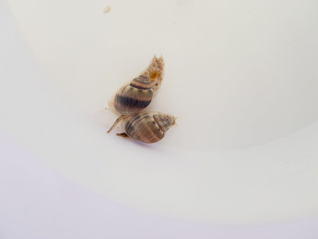 Nassarius grephiterus - Mud snail