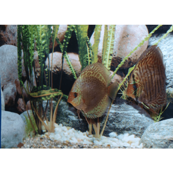 Stendker Snake Skin Blue Discusvis