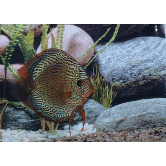 Stendker Snake Skin Blue Discusvis