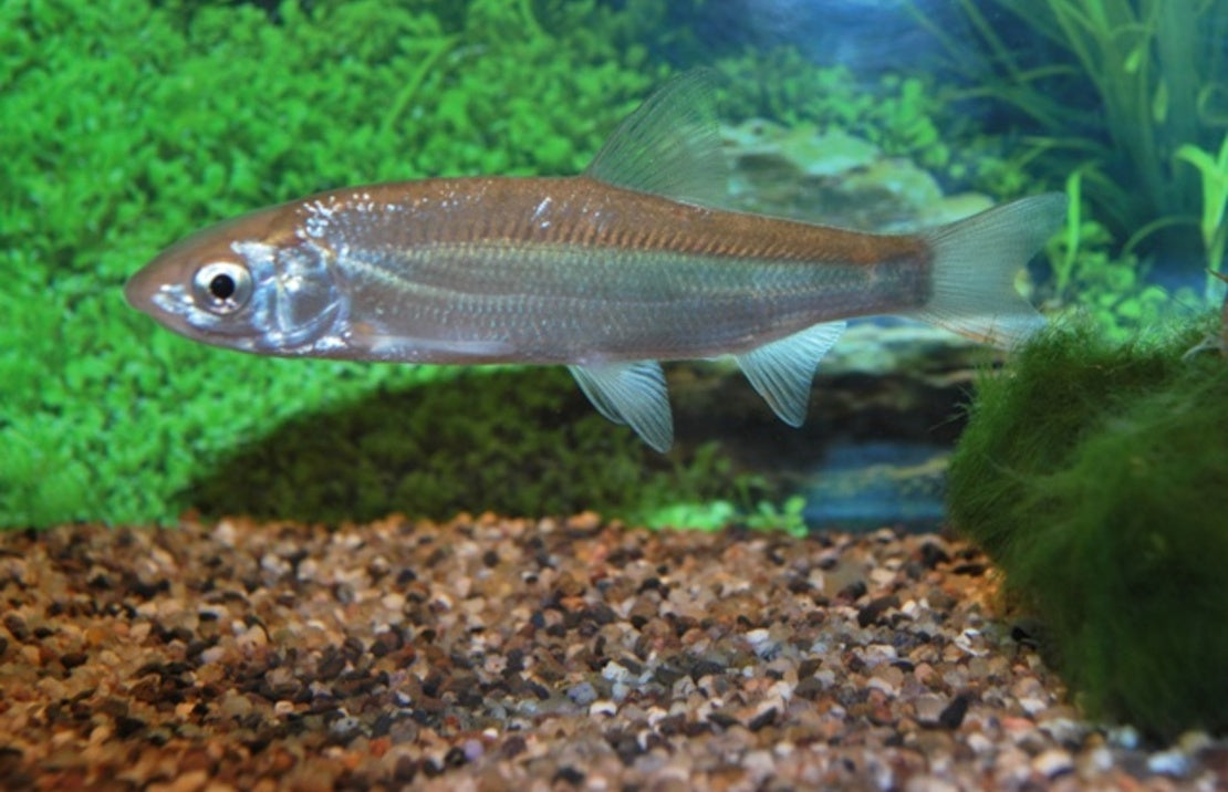 Chondrostoma Nasus, Sneep