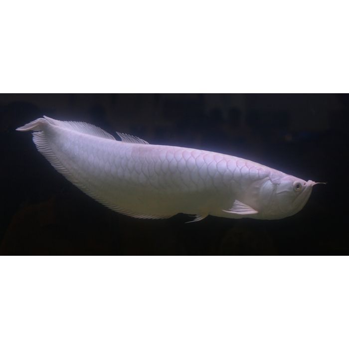 Osteoglossum Bicirrhosum Albino