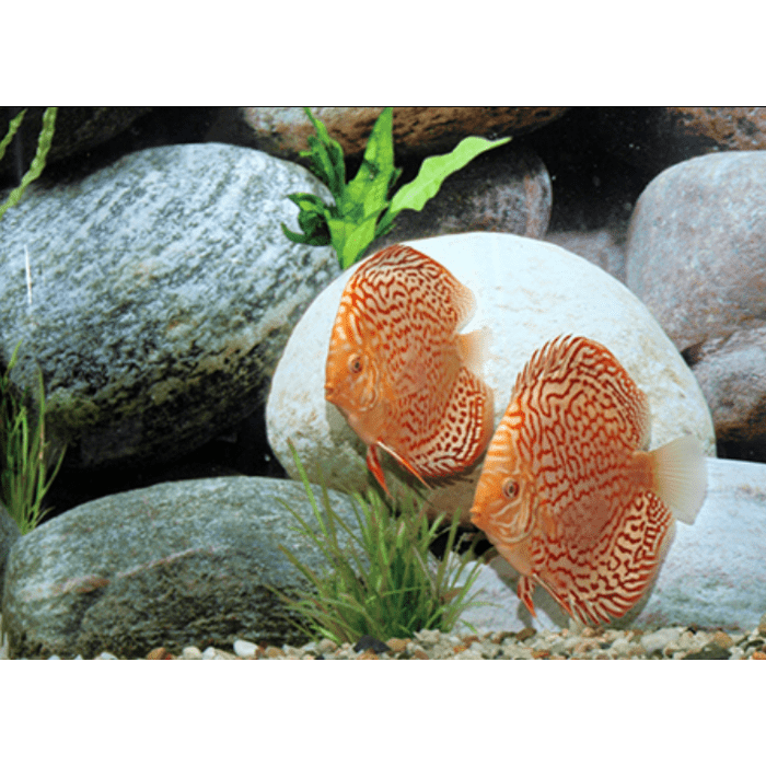 Stendker Schneeleopard Diskusfisch